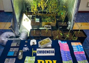 Desbaratan cultivo indoor de marihuana en Puerto Aysén