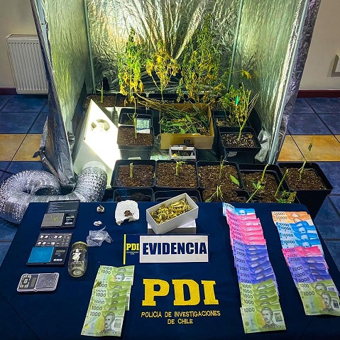 Desbaratan cultivo indoor de marihuana en Puerto Aysén