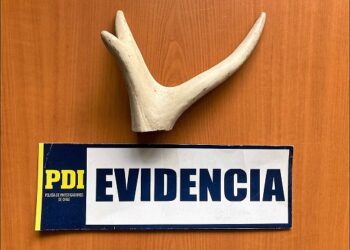 BIDEMA Aysén incauta asta de huemul en aeropuerto de Balmaceda