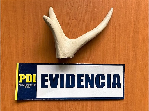 BIDEMA Aysén incauta asta de huemul en aeropuerto de Balmaceda