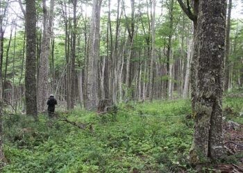 Proyecto liderado por la U. de Chile busca restaurar el bosque nativo de lenga en Aysén