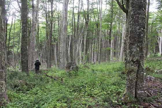 Proyecto liderado por la U. de Chile busca restaurar el bosque nativo de lenga en Aysén