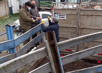 Carabineros de Coyhaique previene el abigeato e insta a consumidores a no adquirir productos cárnicos de origen desconocido