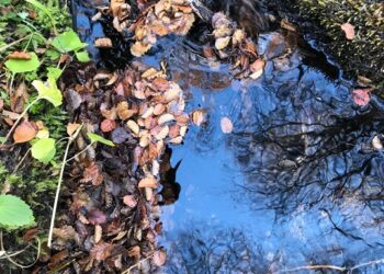 ¿Qué pasa con las toneladas de hojas que caen cada otoño en nuestros bosques?