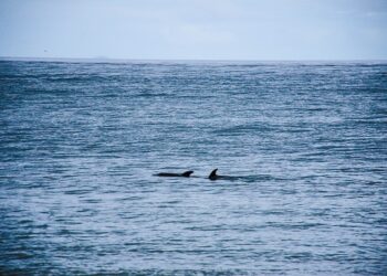 Ministerio del Medio Ambiente firma inédito convenio de co-gestión con Fundación para Area Marina AMCP-MU Pitipalena Añihué