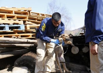 PDI detiene en flagrancia a imputada por delito de maltrato animal en contra de un can de 10 años