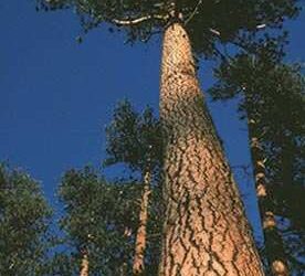 Codeff Aysén en alerta tras anuncio de masiva intervención de estepas regionales con plantaciones exóticas