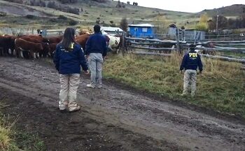 Ante proximidad de Fiestas Patrias: PDI realiza un llamado contra el abigeato de animales