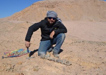 Paleontólogos U. de Chile realizan inéditos hallazgos de peces que habitaron la zona central del país en la época de los dinosaurios