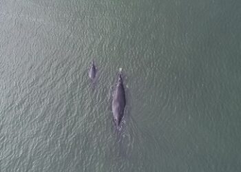 Crías de Ballenas Francas están naciendo en la Bahía San Quintín