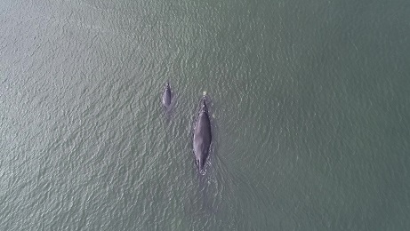 Crías de Ballenas Francas están naciendo en la Bahía San Quintín