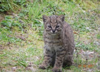 CONAF Aysén inicia estudio para conocer la diversidad genética de la güiña en su rango de distribución más austral