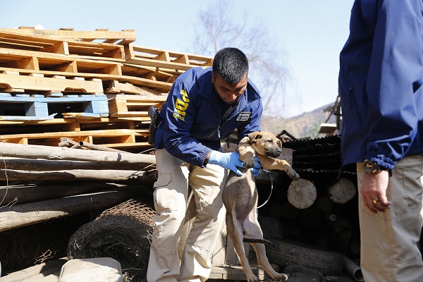 PDI realiza un llamado a estar alerta y denunciar delito de maltrato animal