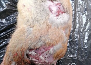 Pudú muere tras ataque de perros asilvestrados en sector cercano a Puerto Aysén