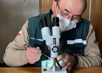 SAG capacita sobre la mosca de alas manchadas