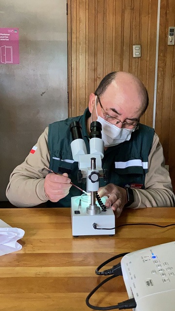 SAG capacita sobre la mosca de alas manchadas