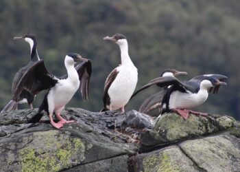 Seremi del Medio Ambiente invita a participar de consulta ciudadana de la Estrategia Nacional de Conservación de Aves 2021-2030