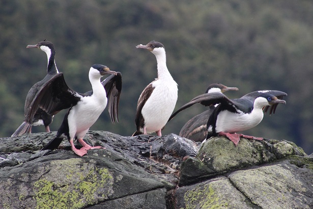 Seremi del Medio Ambiente invita a participar de consulta ciudadana de la Estrategia Nacional de Conservación de Aves 2021-2030
