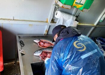 Condenan con millonaria multa a empresa salmonera por mal manejo de mortalidades