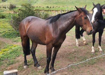 Dos caballos de raza se extravían en sector “muralla china” a unos 15 kilómetros de Coyhaique