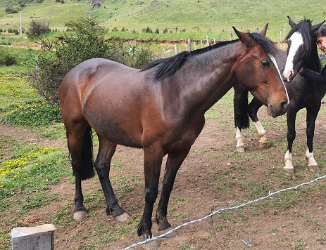 Dos caballos de raza se extravían en sector “muralla china” a unos 15 kilómetros de Coyhaique