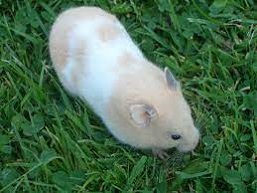 COLMEVET LLAMA A MANTENER LA CALMA POR POSIBLE TRANSMISIÓN DE COVID-19 DE HAMSTERS A HUMANOS