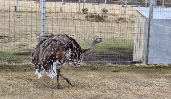 SAG Aysén llama a realizar Declaración Semestral de Fauna Silvestre del segundo semestre de 2021