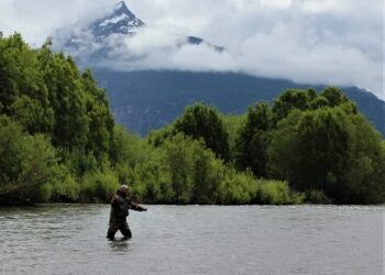 Comenzó veda biológica del salmón chinook en la región de Aysén
