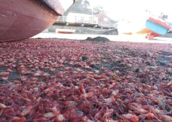 Sernapesca evaluará en terreno varazón masiva de krill