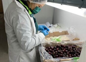 SAG Chile Chico finalizó el proceso de inspección y certificación de cerezas de la temporada 2022