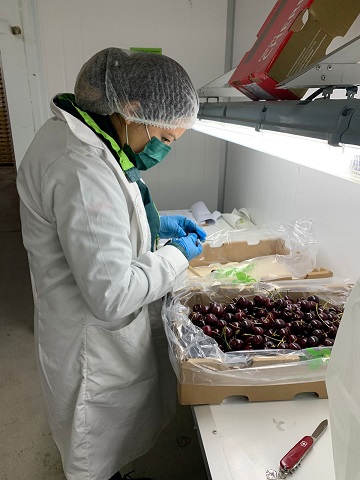 SAG Chile Chico finalizó el proceso de inspección y certificación de cerezas de la temporada 2022