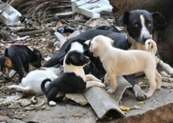 Día&nbsp;Mundial&nbsp;de&nbsp;la&nbsp;Esterilización Animal: VETERINARIOS&nbsp;LLAMAN&nbsp;A&nbsp;SUMARSE&nbsp;PARA&nbsp;UN&nbsp;EFECTIVO&nbsp;CONTROL&nbsp;POBLACIONAL&nbsp;Y&nbsp;PREVENIR&nbsp;ENFERMEDADES