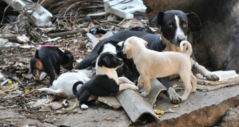 Día Mundial de la Esterilización Animal: VETERINARIOS LLAMAN A SUMARSE PARA UN EFECTIVO CONTROL POBLACIONAL Y PREVENIR ENFERMEDADES