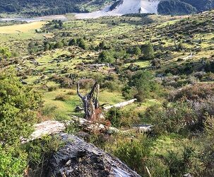 Monitoreo permanente de ecosistemas forestales