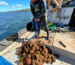En estado de alerta mariscadores bentónicos de Aysén producto “de la pésima administración pesquera”