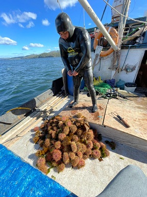En estado de alerta mariscadores bentónicos de Aysén producto “de la pésima administración pesquera”