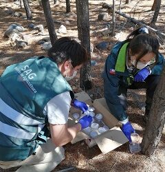 Se detectó plaga forestal en la Región de Aysén