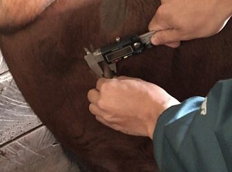 SAG Aysén llama a productores/as a informarse y cumplir con la normativa para erradicar la tuberculosis.