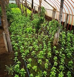 Nuevo Proyecto creará Invernaderos Modulares y Tecnologías para la Horticultura regional&nbsp;