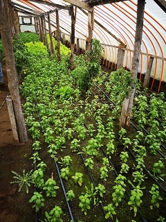 Nuevo Proyecto creará Invernaderos Modulares y Tecnologías para la Horticultura regional