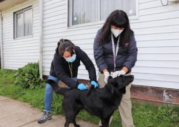Salud desarrolla operativos de vacunación antirrábica en Aysén