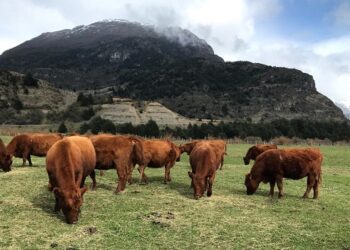 INDAP hace llamado a productores regionales a considerar Créditos de INDAP y Seguro Ganadero