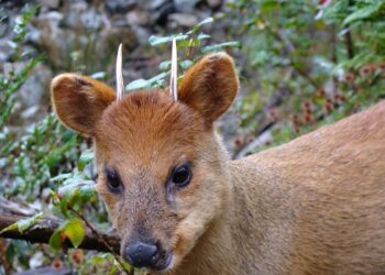 SAG Aysén reitera el llamado a conducir con precaución y cuidar la fauna silvestre.
