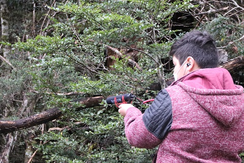“Bioacústica en los bosques de Tortel”