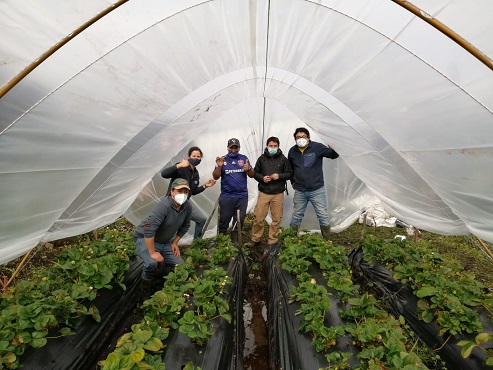 Pionero en implementar cultivo de Frutillas bajo Mesotunel en Caleta Andrade