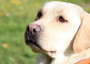 SAG Aysén recuerda requisitos para viajar con mascotas a Argentina.