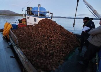 LA PESQUERÍA DE ERIZO EN LA REGIÓN DE AYSÉN, ¿QUÉ HACER PARA RECUPERARLA?