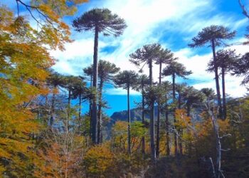 6 claves para cuidar árboles y plantas en invierno