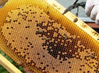 SAG refuerza medidas de vigilancia tras la detección en Bolivia de grave plaga que afecta a las abejas