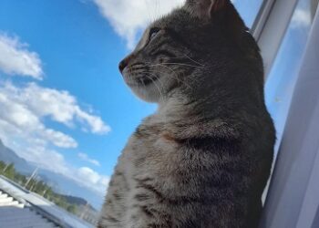 TIPS PARA PASAR UN INVIERNO SEGURO CON TU MASCOTA